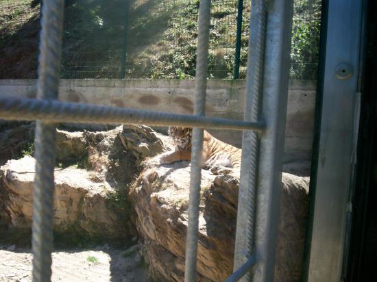 zoo le tigre