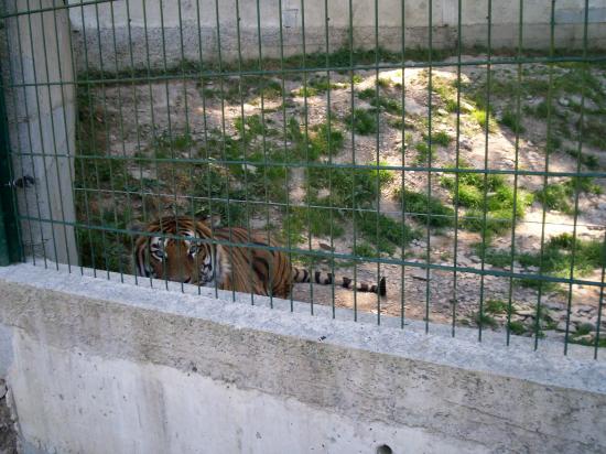 zoo le tigre