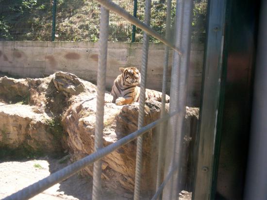 zoo le tigre
