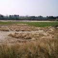 Knokke Zout (réserve naturelle)