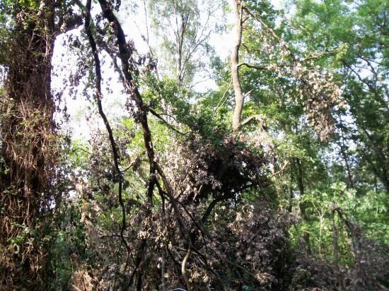 Fraipont après le mini cyclone de fin juillet 2009
