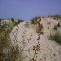 Knokke