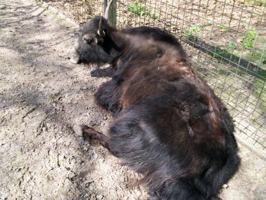 Zoo de planckendael (Mechelen ou Malines en Flandre)