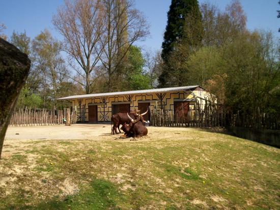 Zoo de planckendael (Mechelen ou Malines en Flandre)