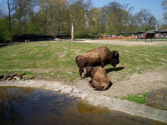 Zoo de planckendael (Mechelen ou Malines en Flandre)