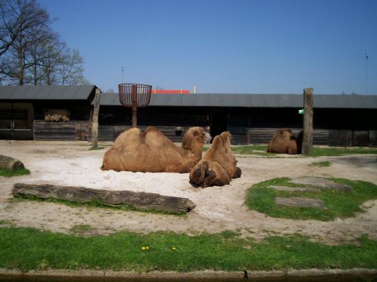 Zoo de planckendael (Mechelen ou Malines en Flandre)