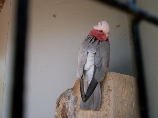 Zoo de planckendael (Mechelen ou Malines en Flandre)