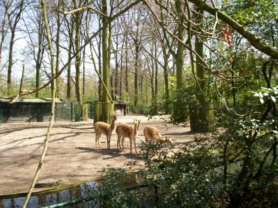 Zoo de planckendael (Mechelen ou Malines en Flandre)