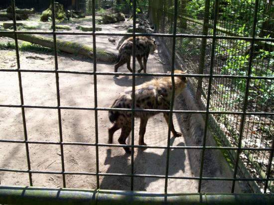 Zoo de planckendael (Mechelen ou Malines en Flandre)