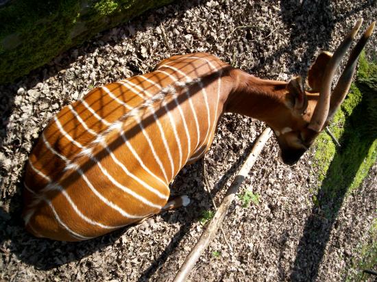 Zoo de planckendael (Mechelen ou Malines en Flandre)