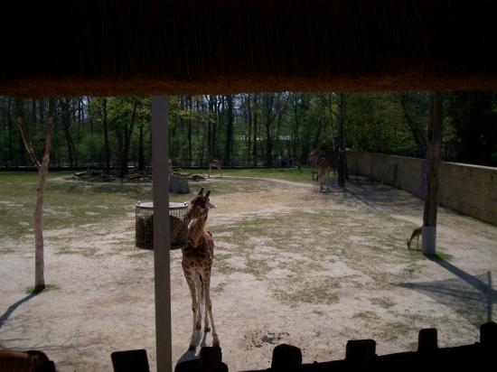 Zoo de planckendael (Mechelen ou Malines en Flandre)