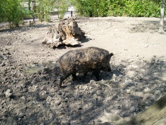 Zoo de planckendael (Mechelen ou Malines en Flandre)