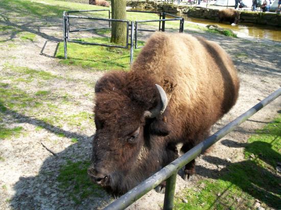 Zoo de planckendael (Mechelen ou Malines en Flandre)