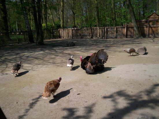 Zoo de planckendael (Mechelen ou Malines en Flandre)